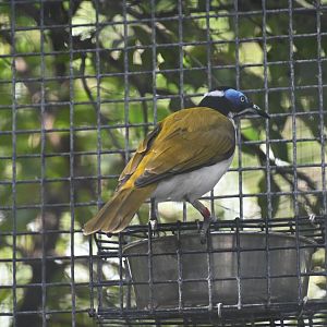 Blue-faced honeyeater (Entomyzon cyanotis)