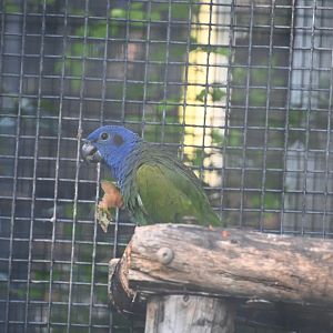 Blue-headed parrot (Pionus menstruus)
