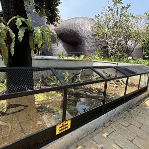 Sulawesi Black Sailfin Lizard Exhibit