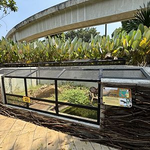 Black Dragon Water Monitor Exhibit
