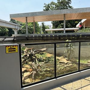 Crocodile Monitor Exhibit