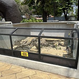 Cuban Rock Iguana Exhibit