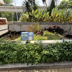 Leopard Tortoise Exhibit