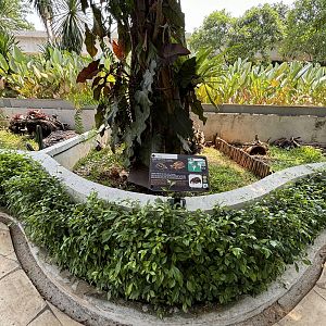 Yellow-footed Tortoise Exhibit