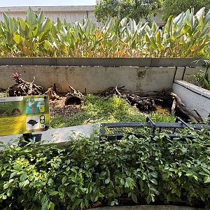 Red-footed Tortoise Exhibit