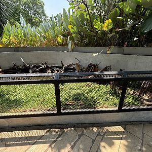 Spiny Turtle + Wallacean Box Turtle Exhibit