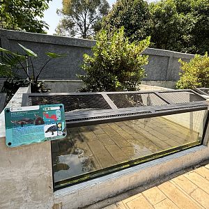 Branderhorst’s Snapping Turtle Exhibit