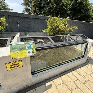 Common Snapping Turtle Exhibit