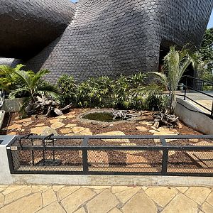 African Spurred Tortoise Exhibit