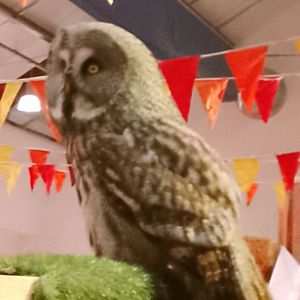 The Great British Autumn- Great Grey Owl 031124