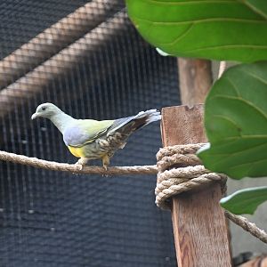Bruce's green pigeon (Treron waalia)