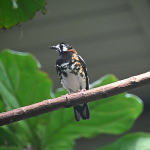 Chestnut-backed thrush (Geokichla dohertyi)