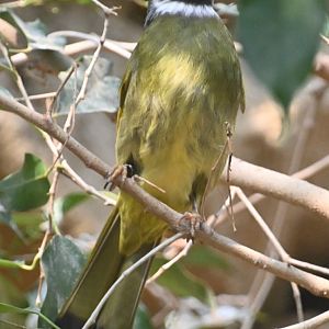 Collared finch-billed bulbul (Spizixos semitorques)