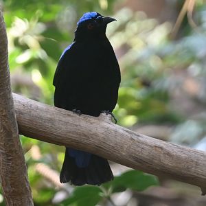 Asian fairy-bluebird (Irena puella)