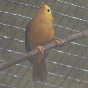 Golden white-eye (Cleptornis marchei)