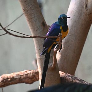 Golden-breasted starling (Lamprotornis regius)