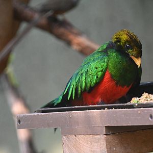 Golden-headed quetzal (Pharomachrus auriceps)
