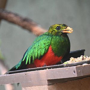 Golden-headed quetzal (Pharomachrus auriceps)