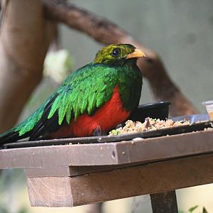 Golden-headed quetzal (Pharomachrus auriceps)