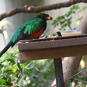 Golden-headed quetzal (Pharomachrus auriceps)