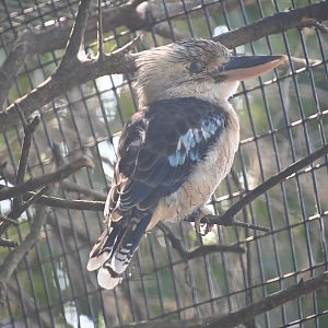 Blue-winged kookaburra (Dacelo leachii)