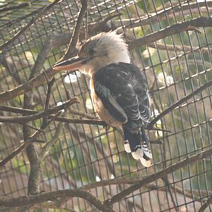 Blue-winged kookaburra (Dacelo leachii)