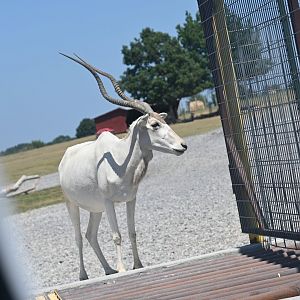 Addax (Addax nasomaculatus)