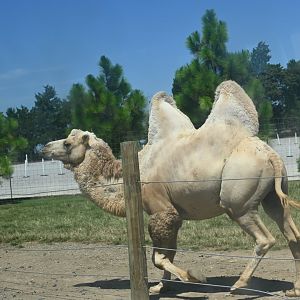 Bactrian camel (Camelus bactrianus)