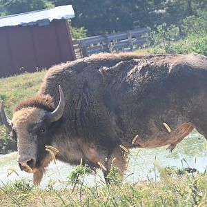 Rare piebald American bison (Bison bison)
