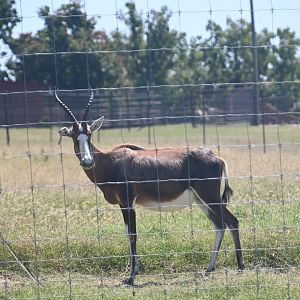 Blesbok (Damaliscus pygargus phillipsi)