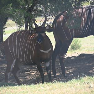 Bongo (Tragelaphus eurycerus)