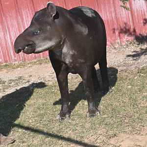 Brazilian tapir (Tapirus terrestris)
