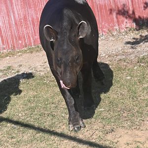 Brazilian tapir (Tapirus terrestris)
