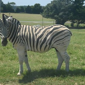 Damara zebra (Equus quagga burchellii)