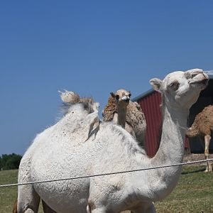 Dromedary camel (Camelus dromedarius)