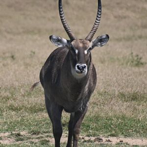 Waterbuck (kobus ellipsiprymnus)
