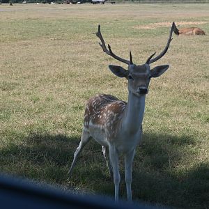 Fallow deer (Dama dama)