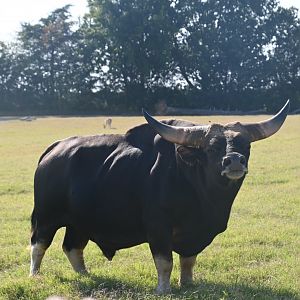 Gayal (Bos frontalis)