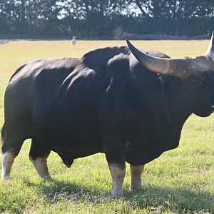 Gayal (Bos frontalis)