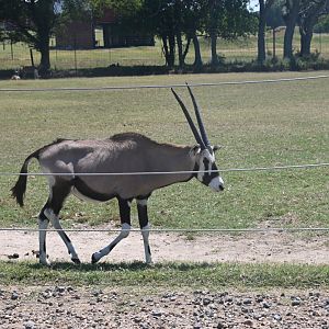 Gemsbok (Oryx gazella)