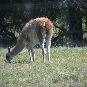 Guanaco (Lama guanicoe)