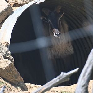 Himalayan tahr (Hemitragus jemlahicus)