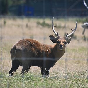 Indian hog deer (Axis porcinus)