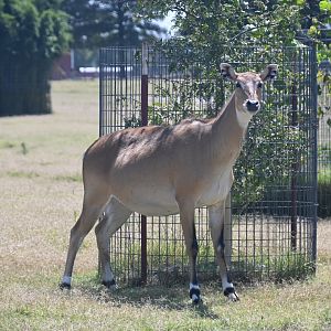 Nilgai (Boselaphus tragocamelus)