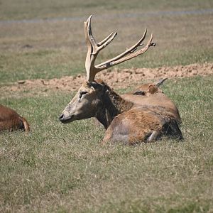 Père David's deer (Elaphurus davidianus)