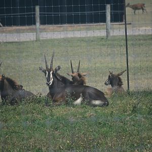 Sable antelope (Hippotragus niger)