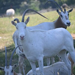 Rare albino Scimitar oryx (Oryx dammah)
