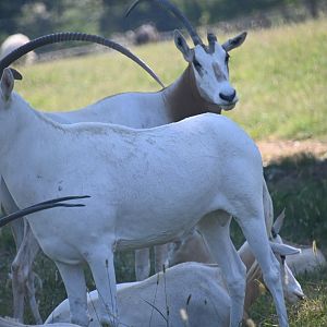 Rare albino Scimitar oryx (Oryx dammah)