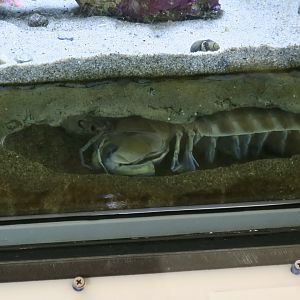 California Mantis Shrimp (Hemisquilla californiensis)