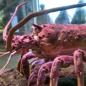 California Spiny Lobster (Panulirus interruptus)